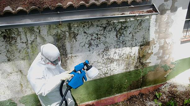Top rated local Mold Removal specialists in Greenville, GA